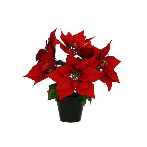 STELLA DI NATALE "UN DUE TRE STELLA" RITUALI DOMESTICI