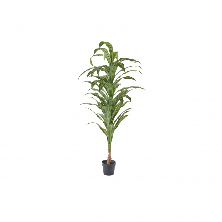 PIANTA ARTIFICIALE - 200 CM - 1 FUSTO - DRACAENA